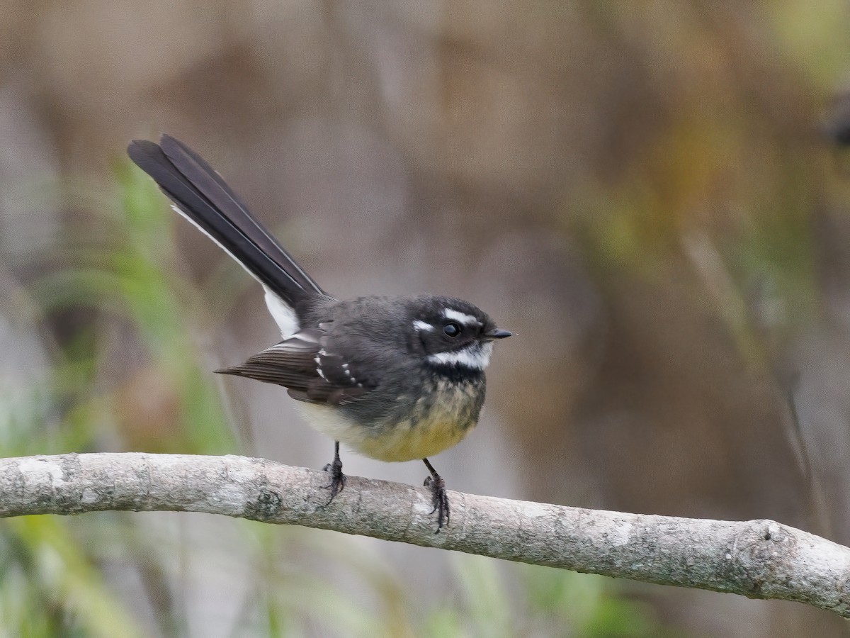 Gray Fantail - ML620435162