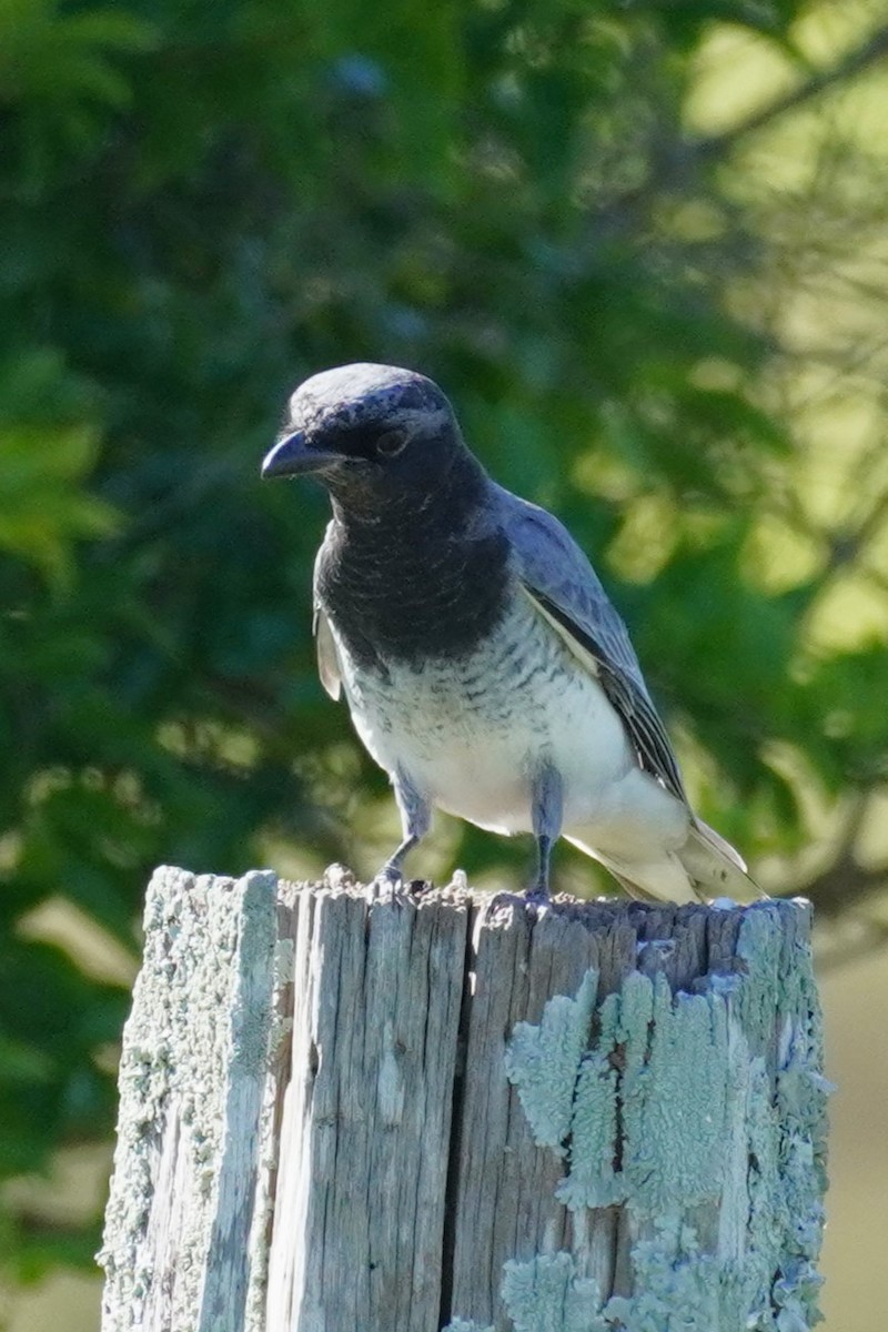 White-bellied Cuckooshrike - ML620435163