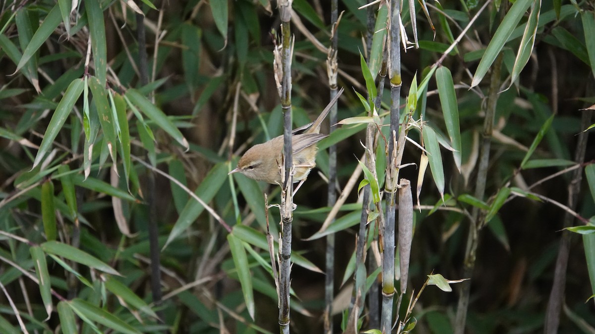 Brownish-flanked Bush Warbler - ML620435165