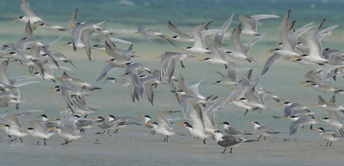 Great Crested Tern - ML620435167