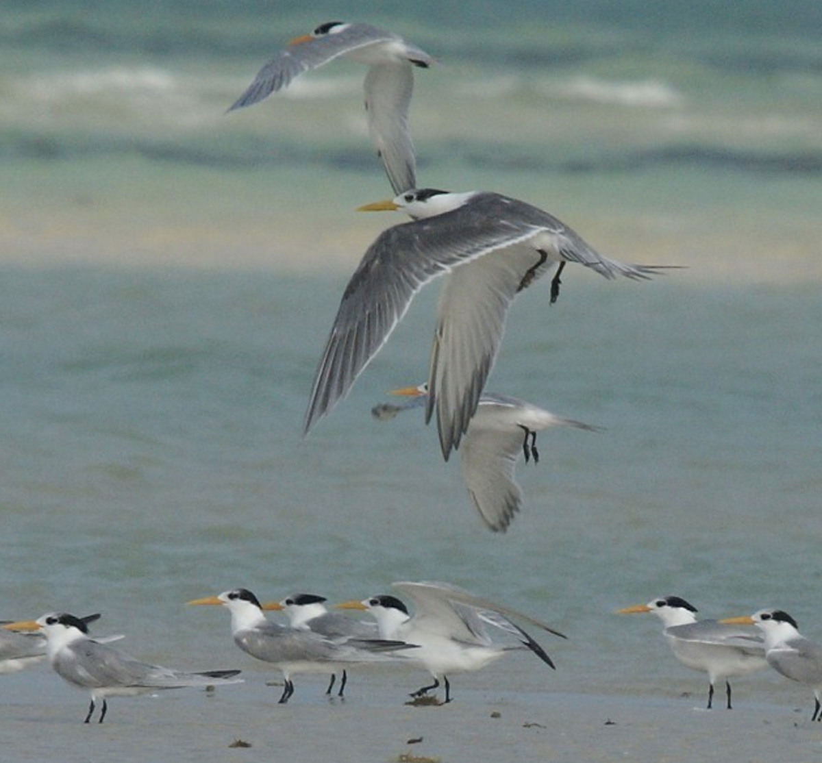 Great Crested Tern - ML620435168