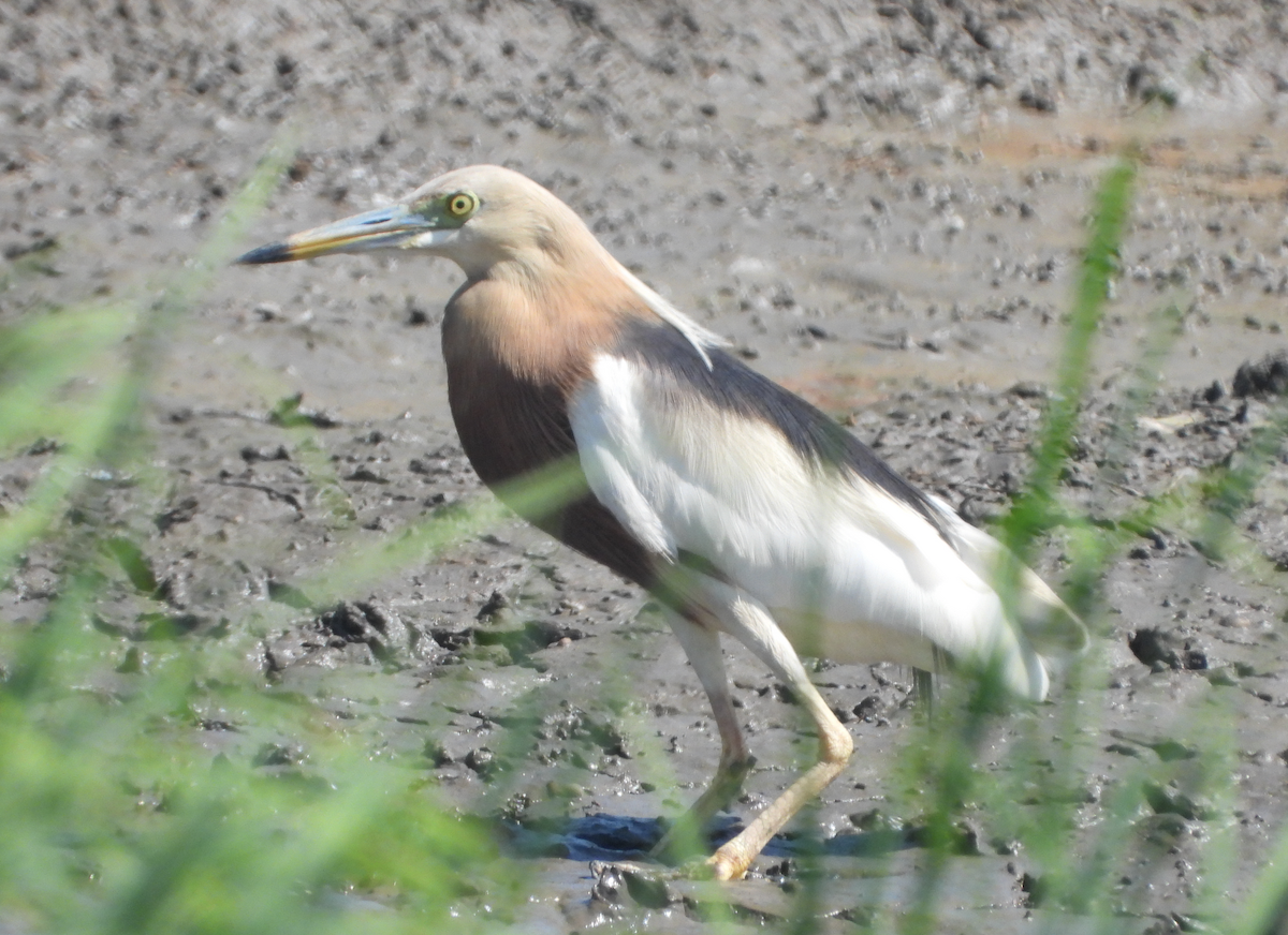 Javan Pond-Heron - ML620435170