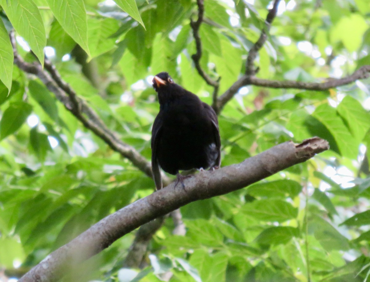 Eurasian Blackbird - ML620435172