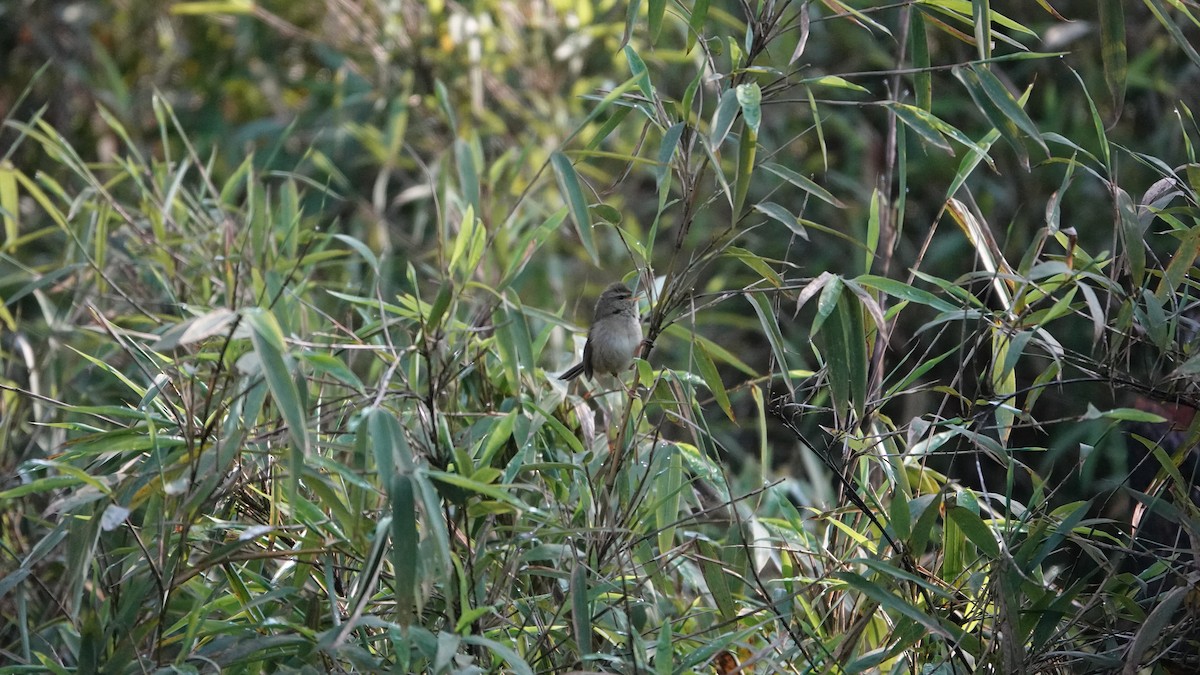 Aberrant Bush Warbler - ML620435173