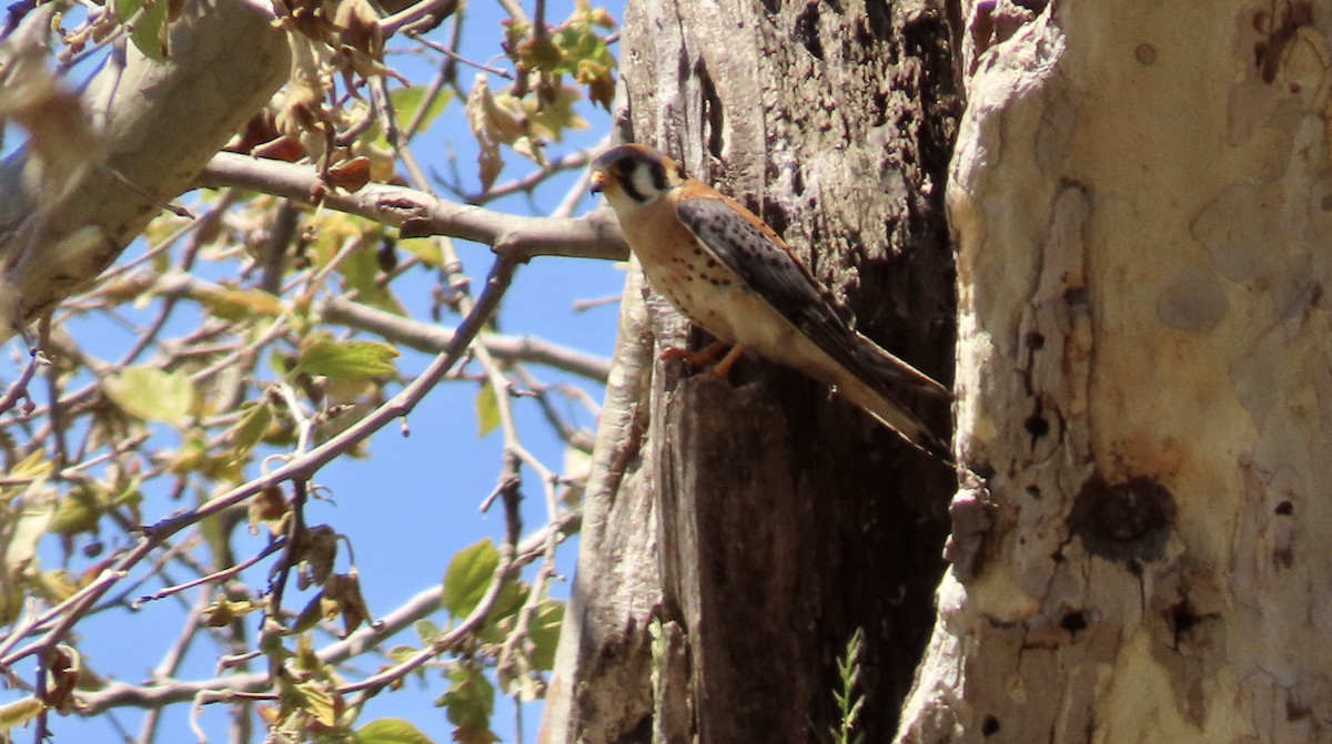 American Kestrel - ML620435176