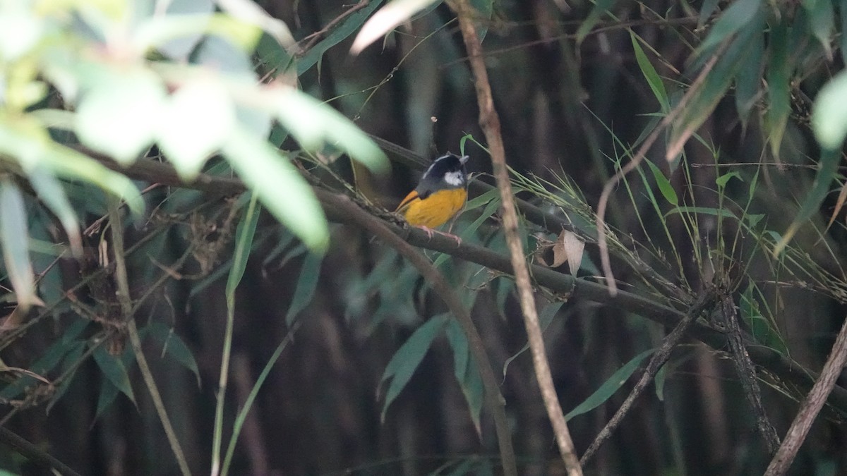 Golden-breasted Fulvetta - ML620435177