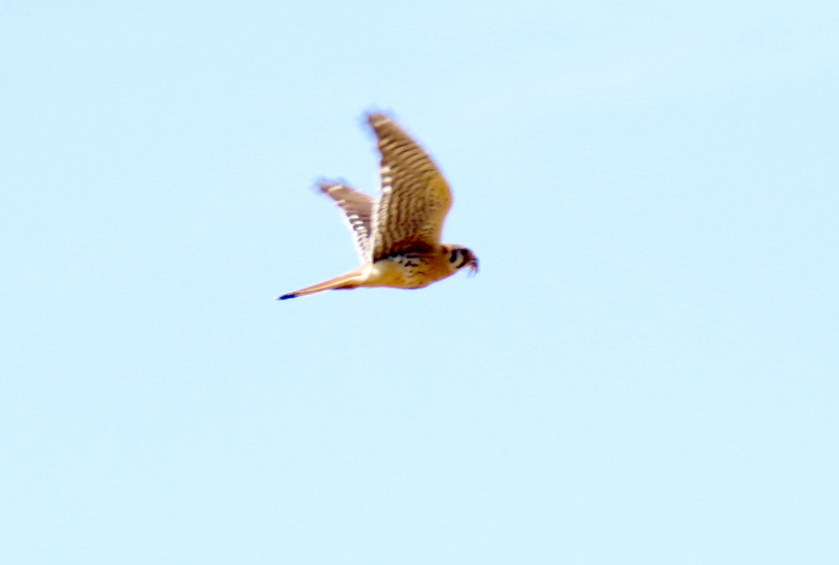 American Kestrel - ML620435181