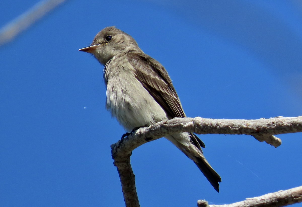 Western Wood-Pewee - ML620435183