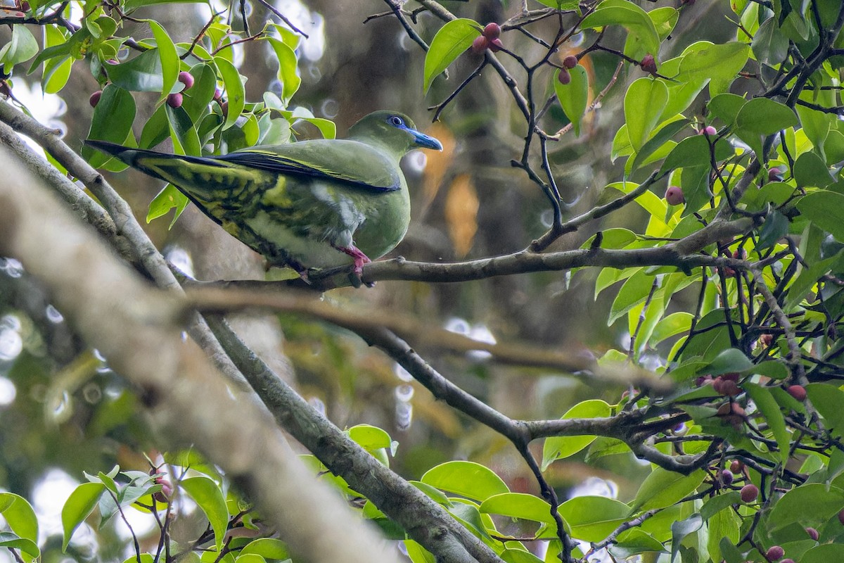 Yellow-vented Green-Pigeon - ML620435184