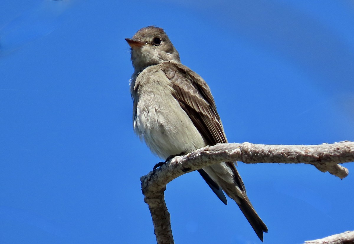 Western Wood-Pewee - ML620435185