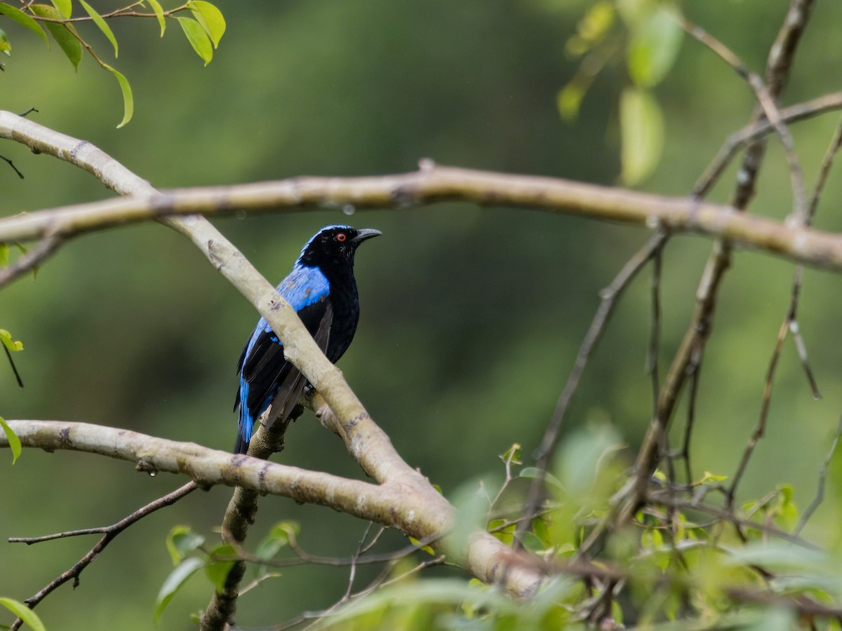 Asian Fairy-bluebird - ML620435186