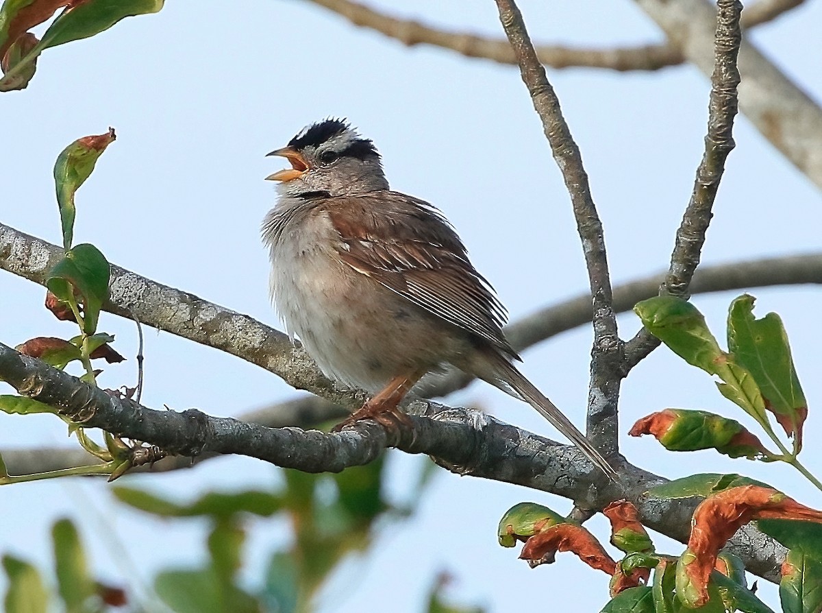 White-crowned Sparrow - ML620435187