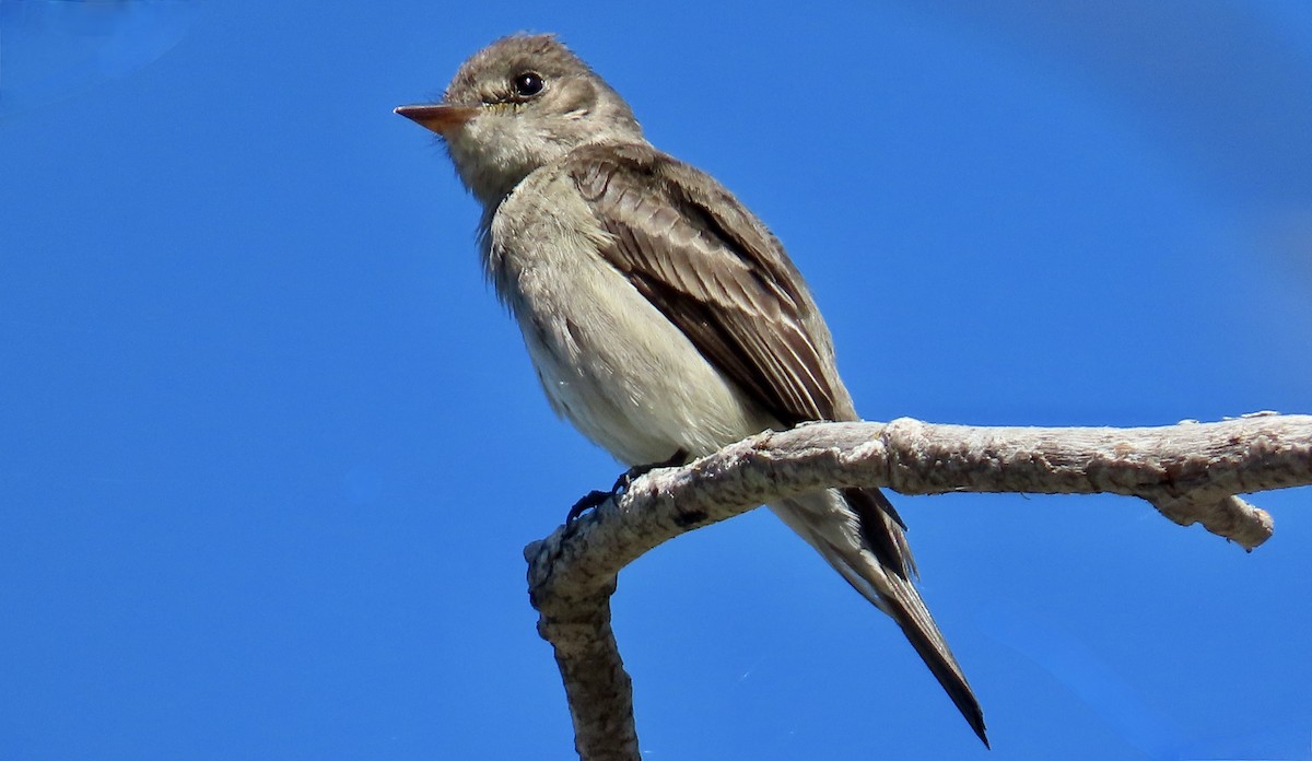 Western Wood-Pewee - ML620435188