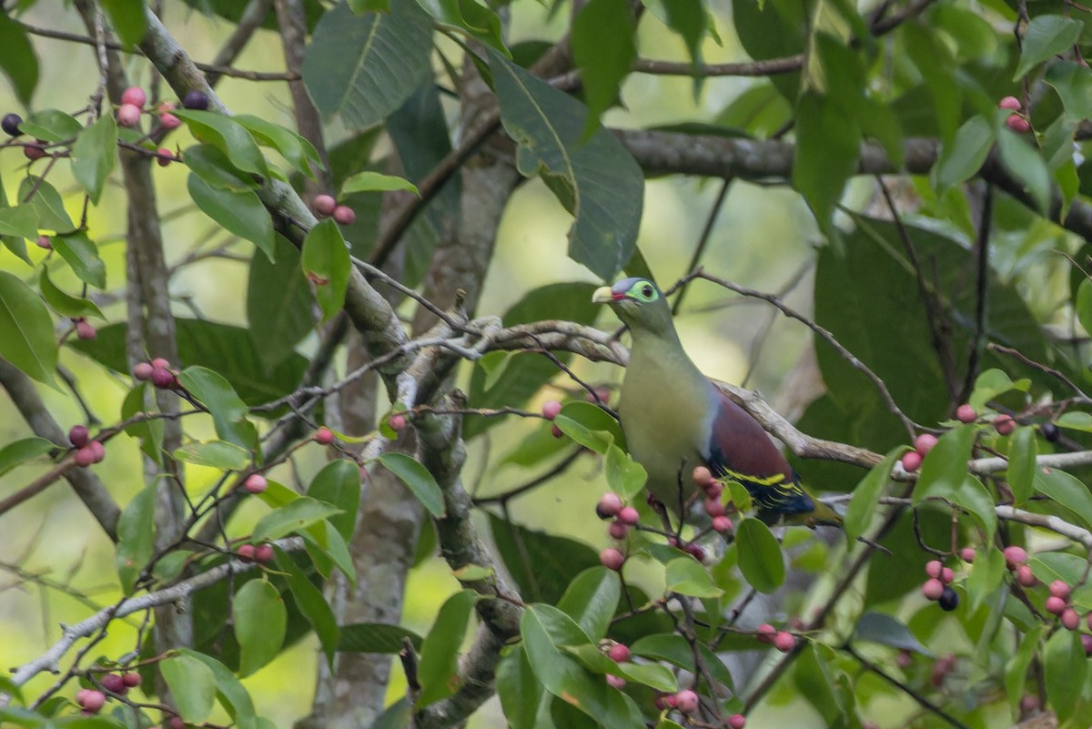 Thick-billed Green-Pigeon - ML620435191