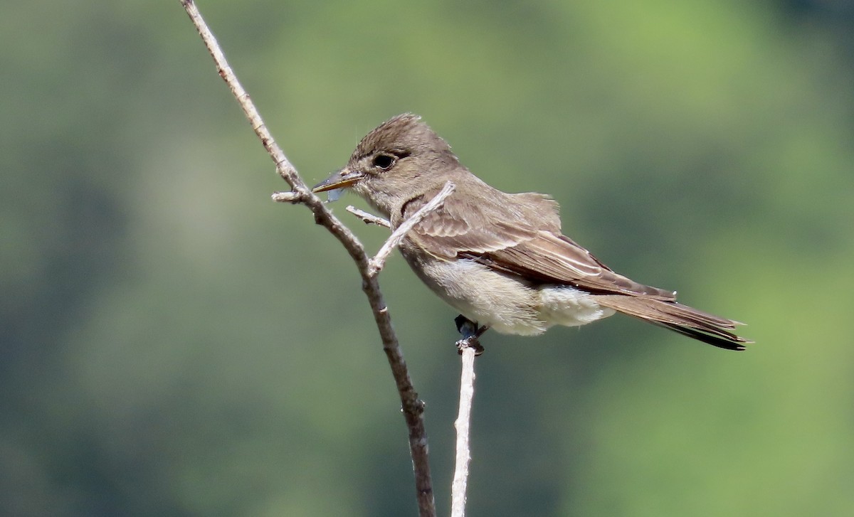 Western Wood-Pewee - ML620435193