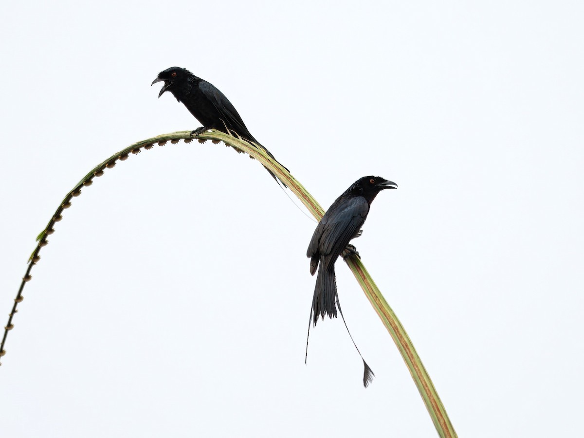 Greater Racket-tailed Drongo - ML620435195