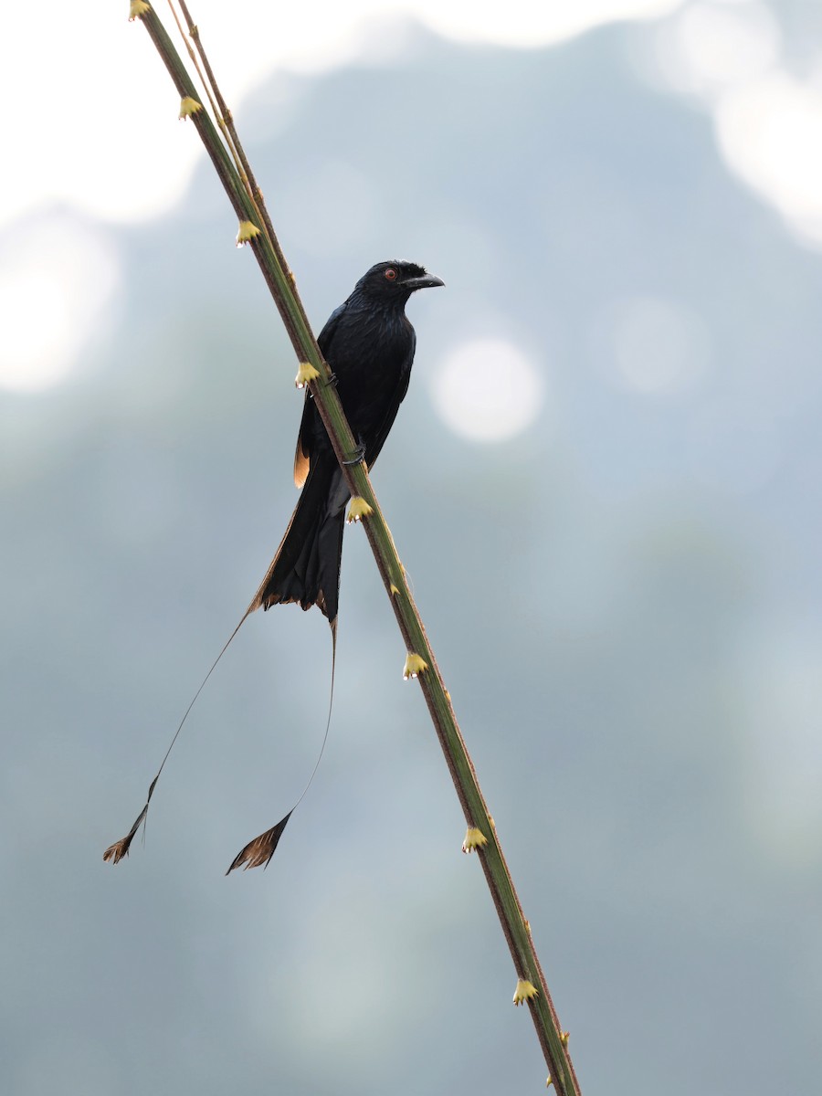 Greater Racket-tailed Drongo - ML620435196