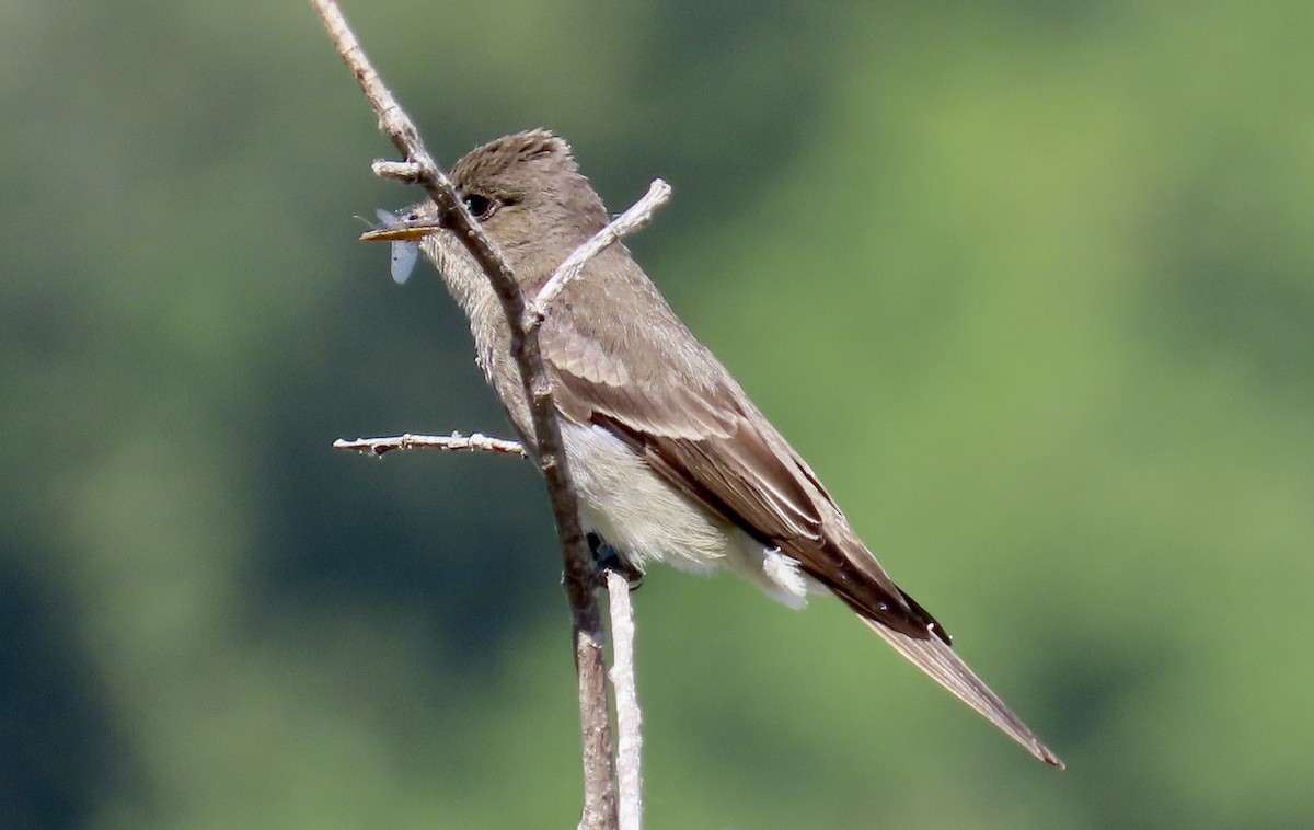 Western Wood-Pewee - ML620435197