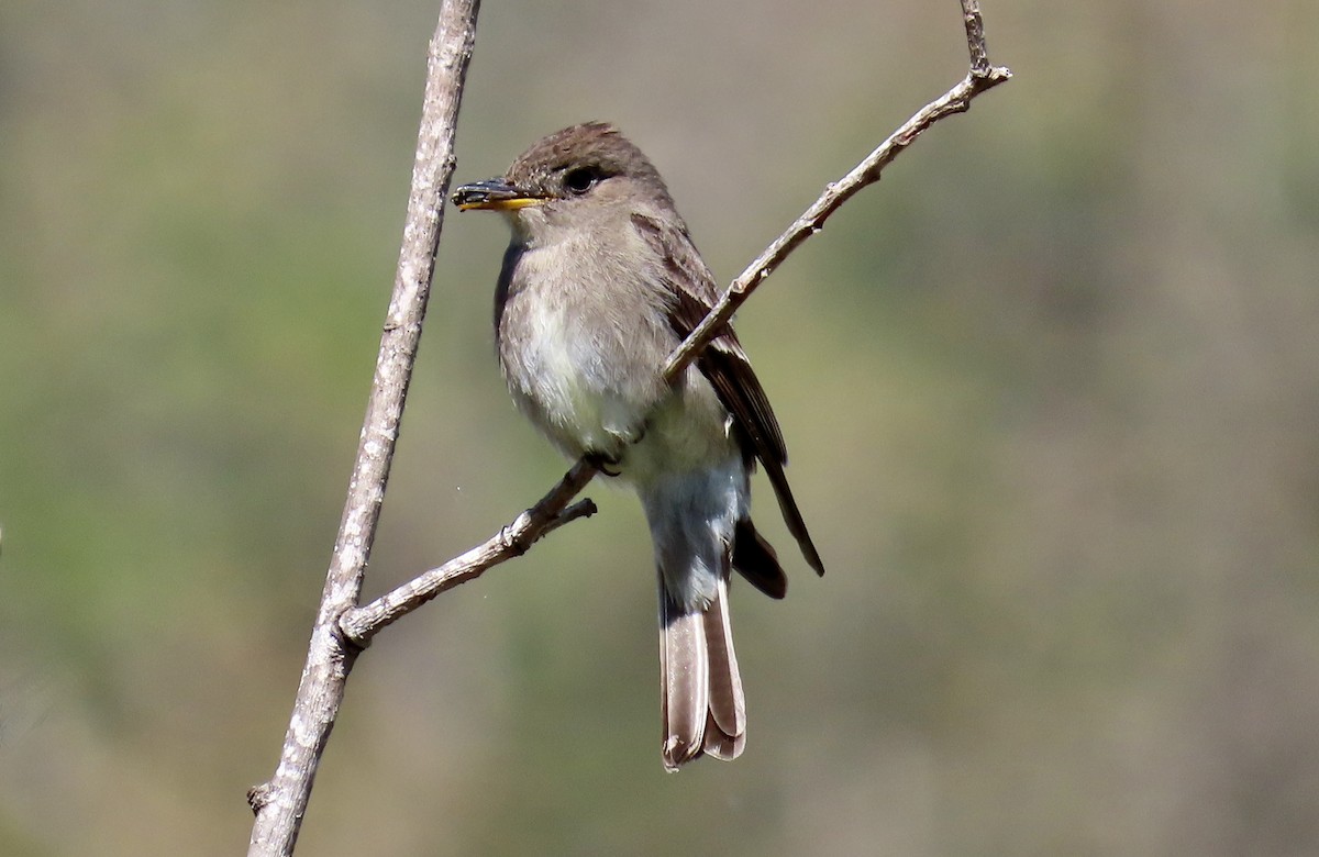 Western Wood-Pewee - ML620435202