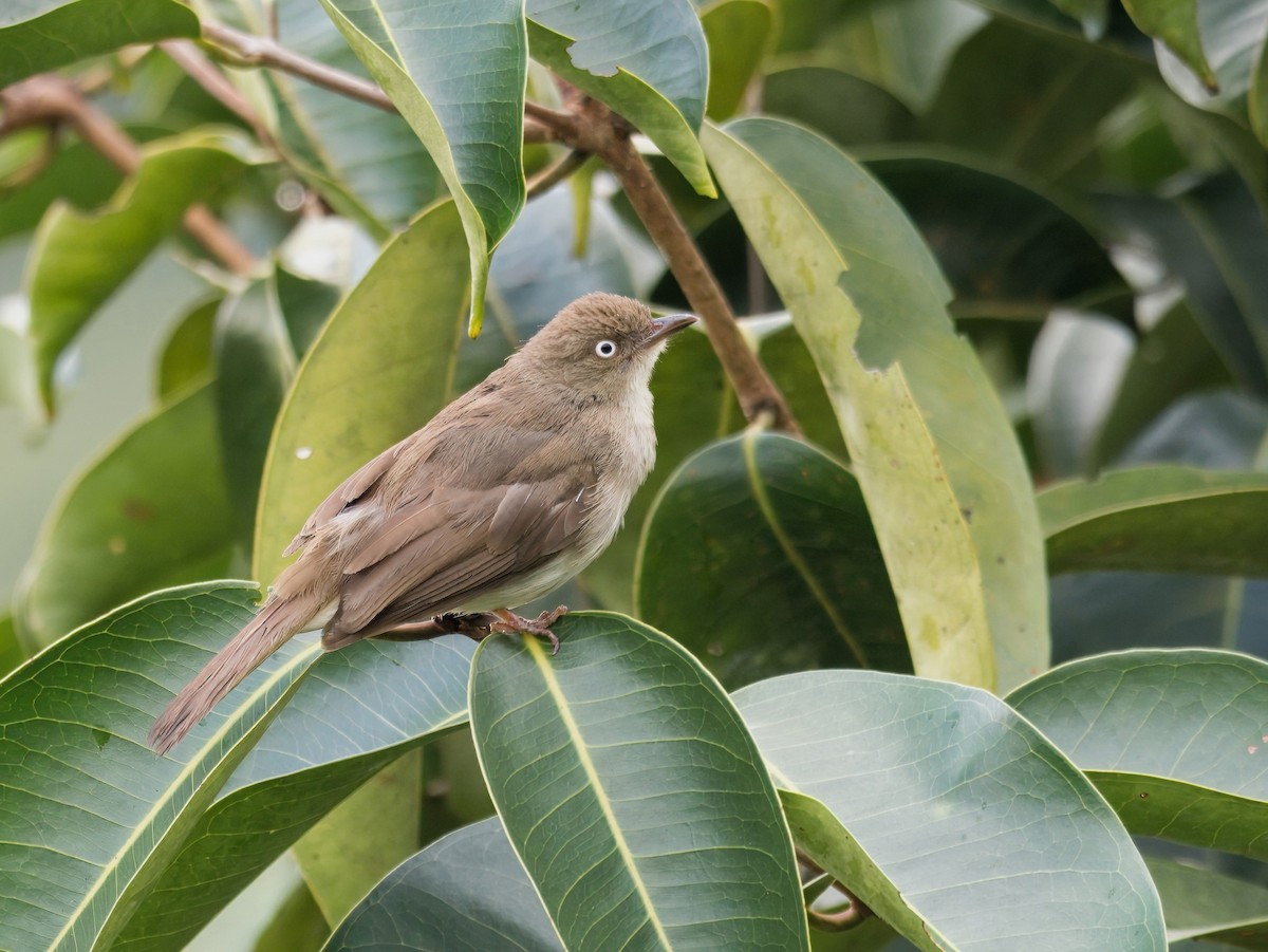 Cream-vented Bulbul - ML620435203