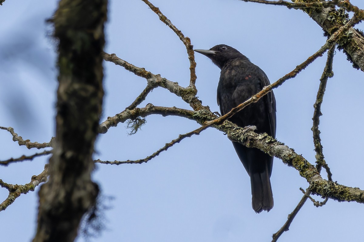 Black-and-crimson Oriole - Muangpai Suetrong