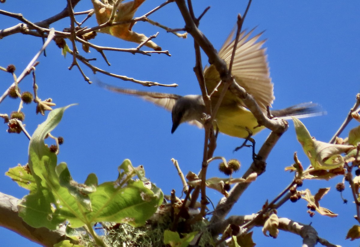 Western Kingbird - Petra Clayton