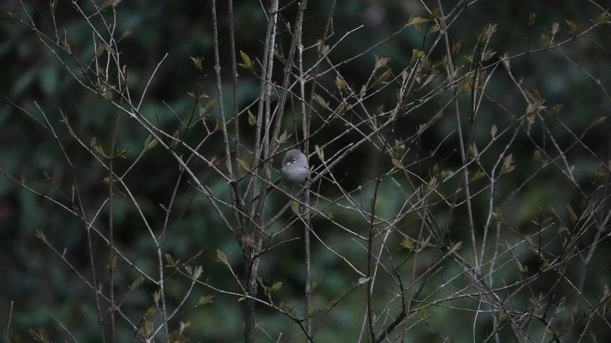 Gray-hooded Parrotbill - ML620435208