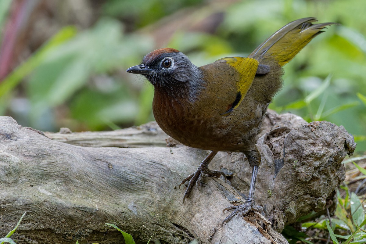 Malayan Laughingthrush - ML620435210