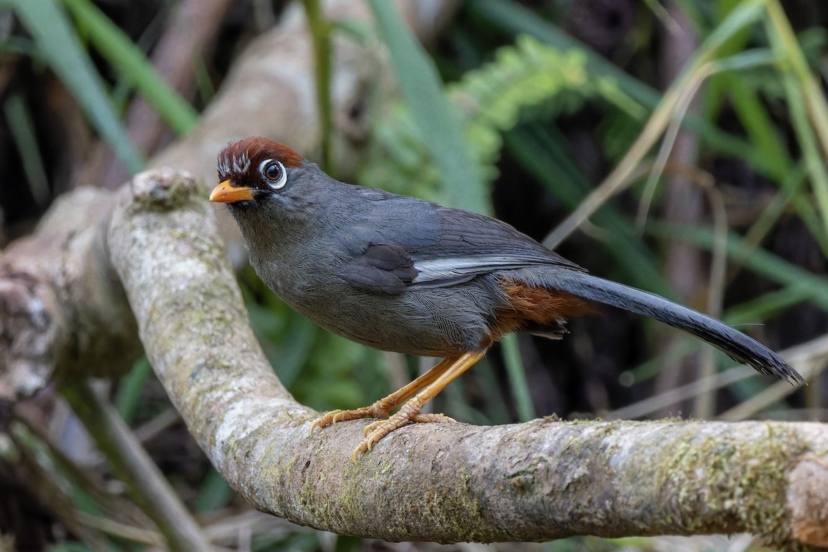 Chestnut-capped Laughingthrush - ML620435214