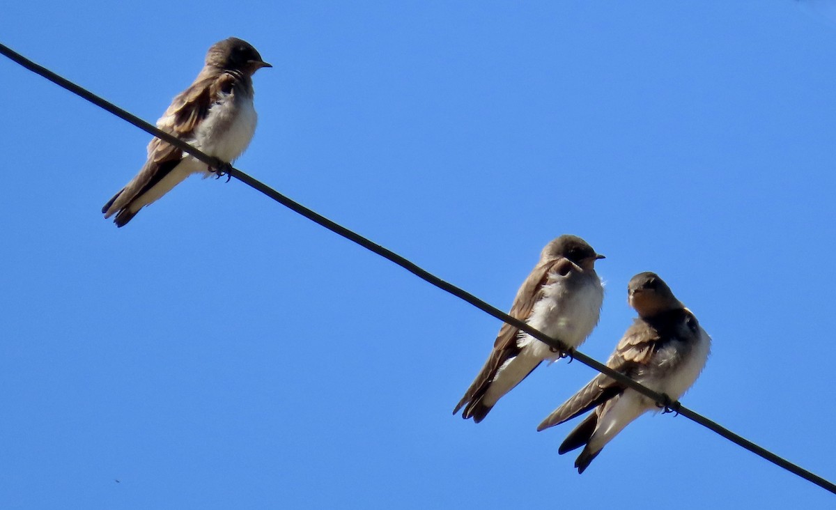 Northern Rough-winged Swallow - ML620435216