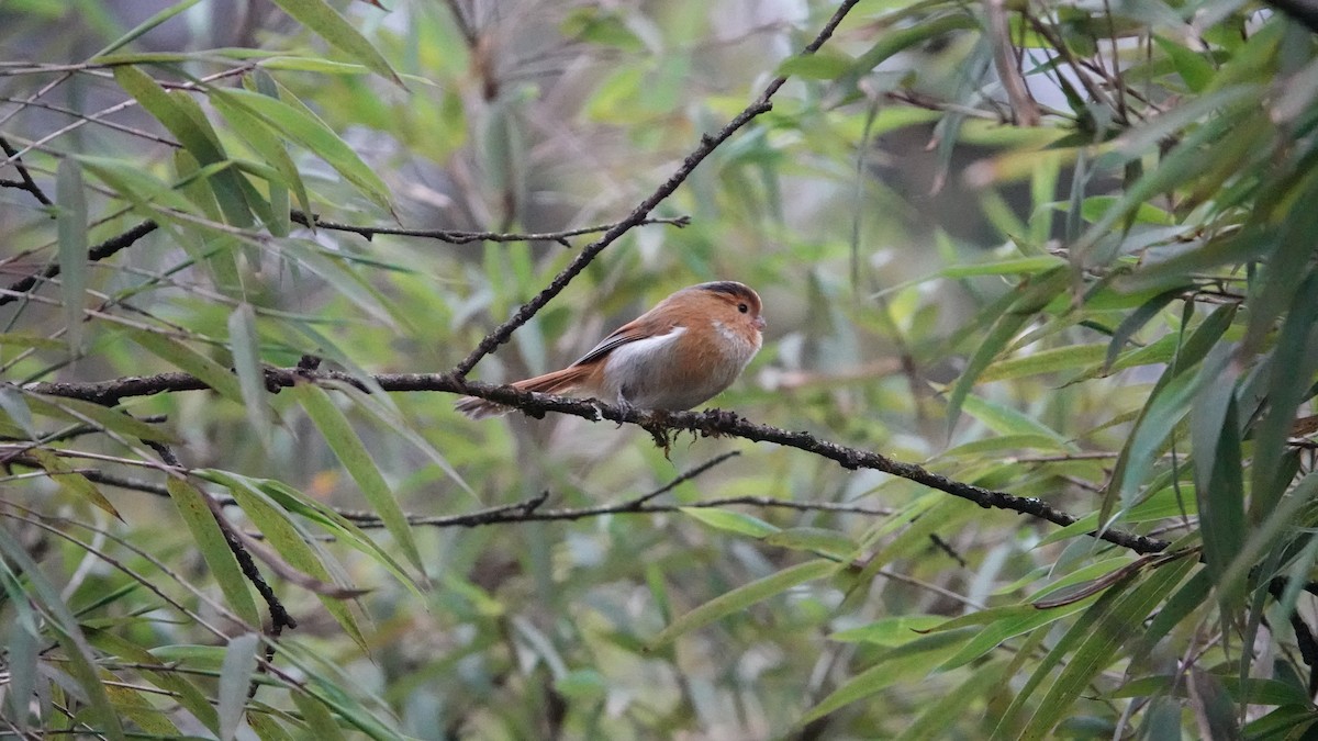 Fulvous Parrotbill - ML620435219