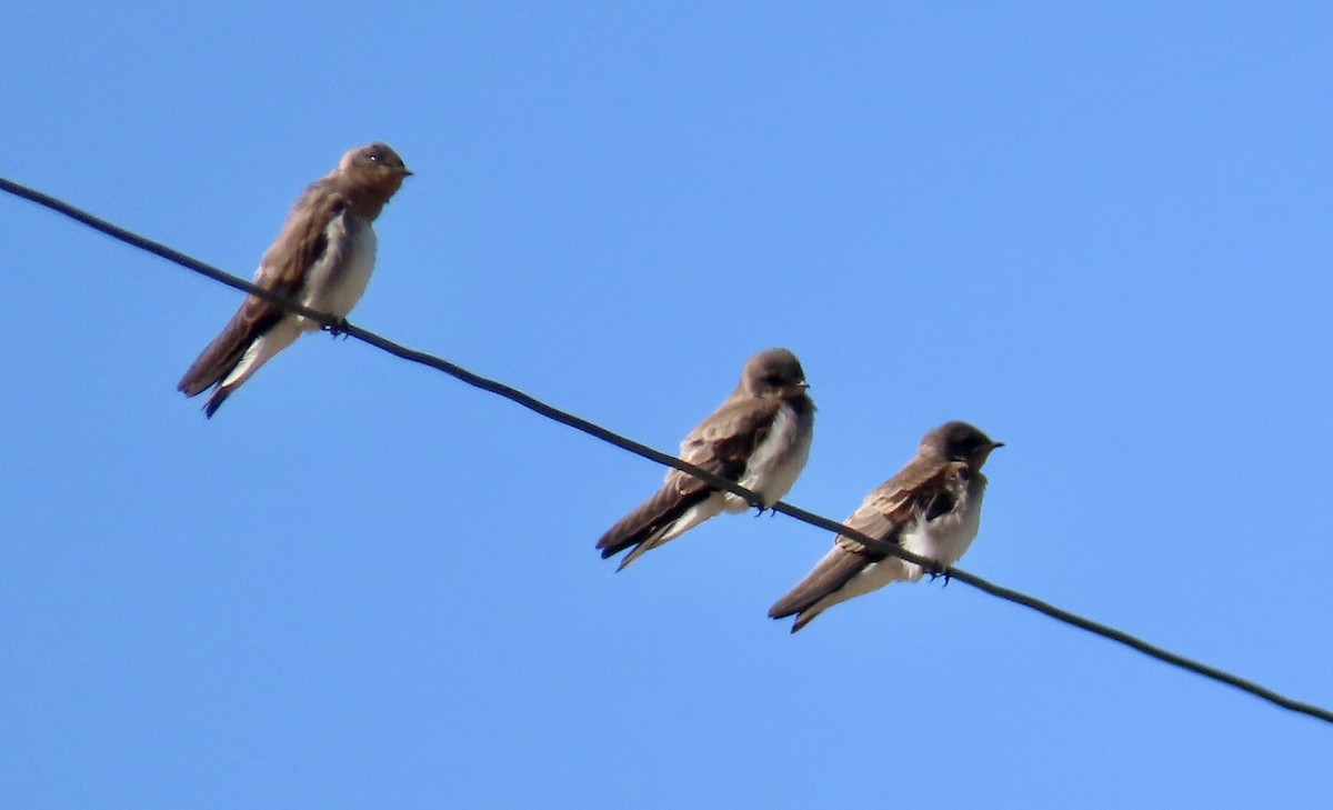 Northern Rough-winged Swallow - ML620435220