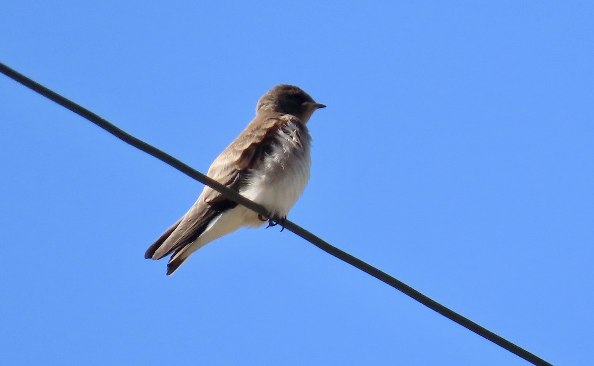 Northern Rough-winged Swallow - ML620435222