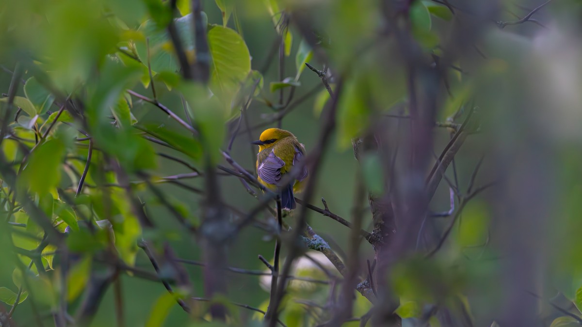 Blue-winged Warbler - Aaron Barker