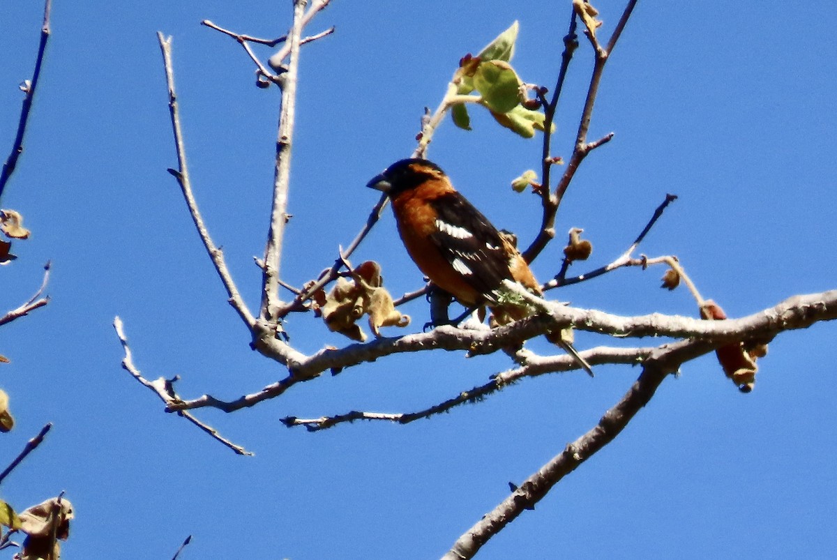 Cardinal à tête noire - ML620435235