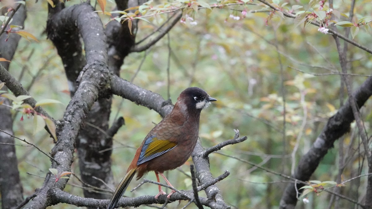 Black-faced Laughingthrush - ML620435237