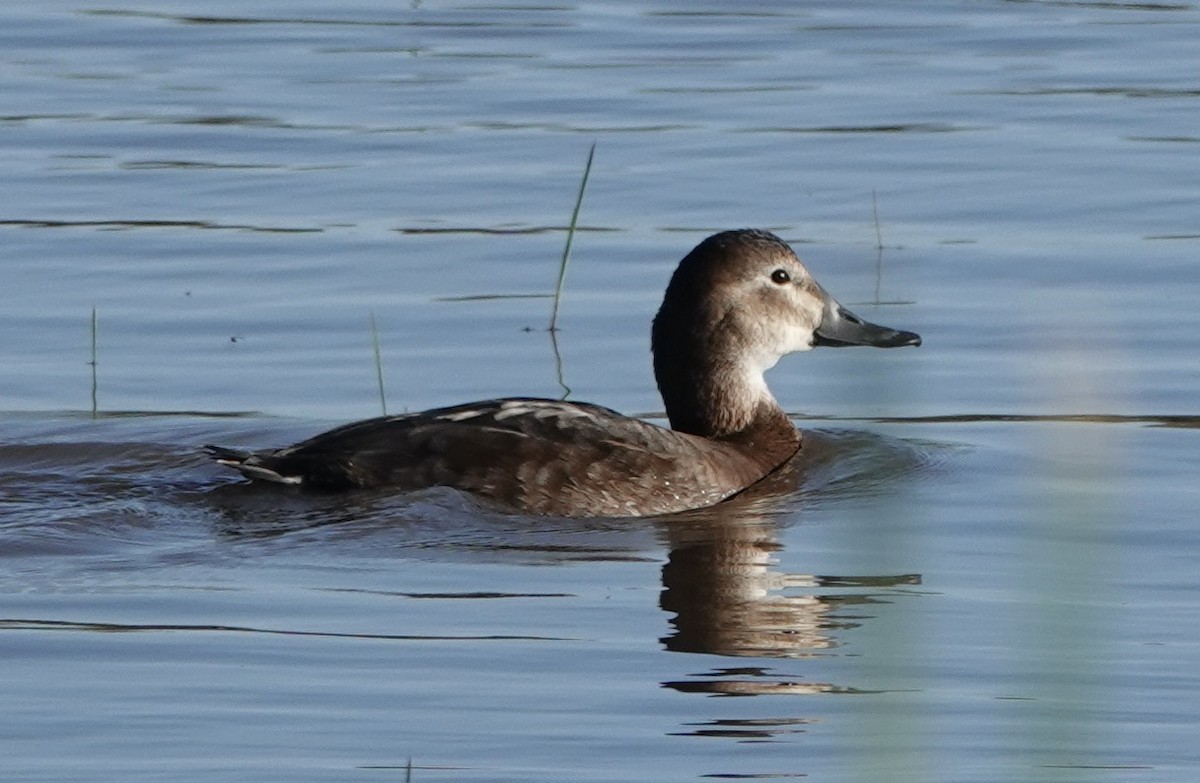 Common Pochard - ML620435238