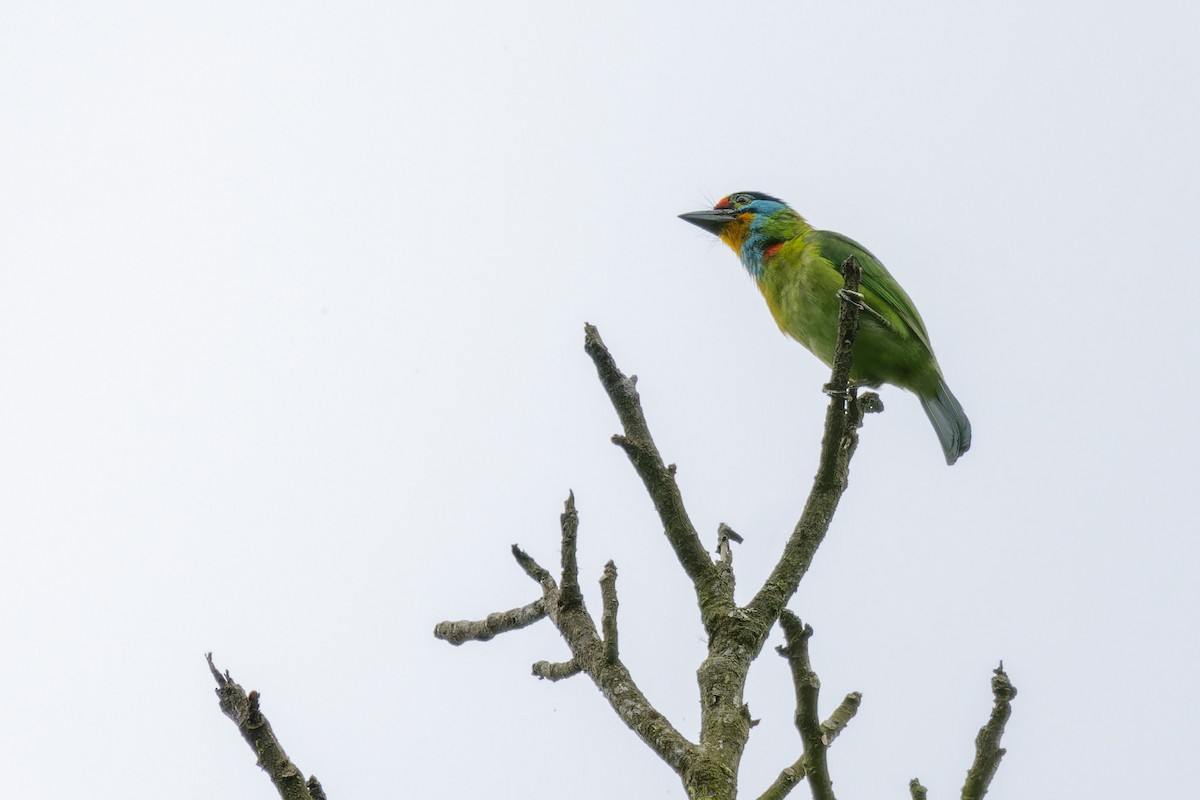 Kara Kaşlı Barbet - ML620435239