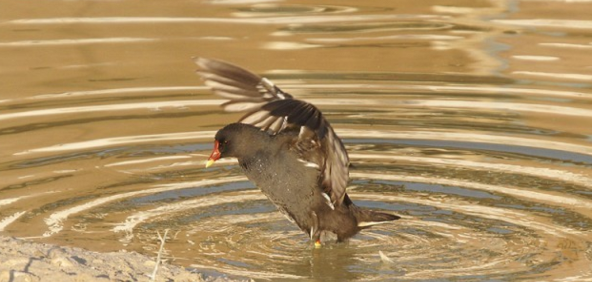 Eurasian Moorhen - ML620435241