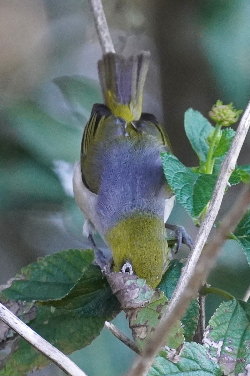 Zostérops à dos gris - ML620435242