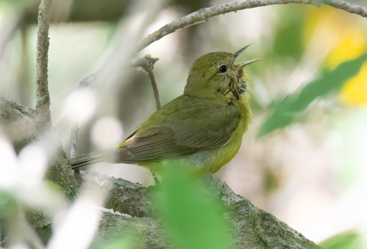 Orange-crowned Warbler - ML620435250