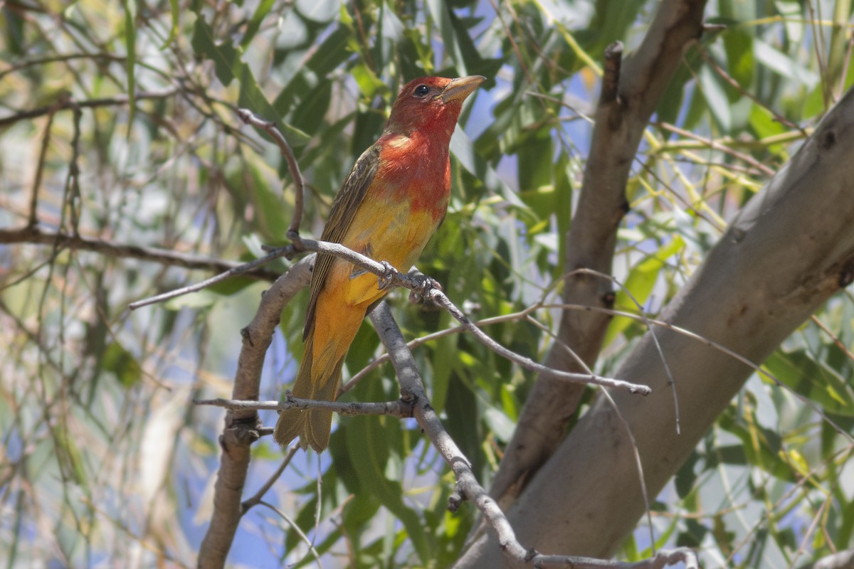 Summer Tanager - ML620435251