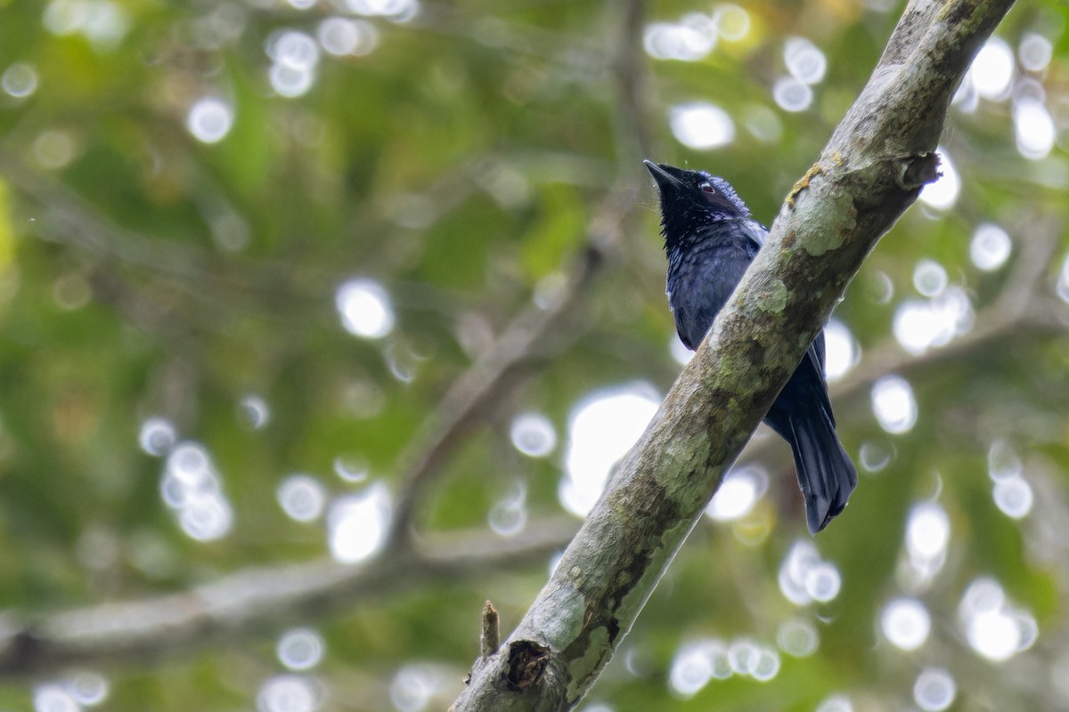 Lesser Racket-tailed Drongo - ML620435252