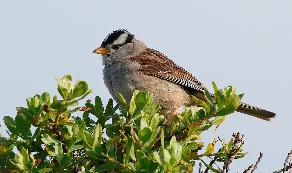 White-crowned Sparrow - ML620435254