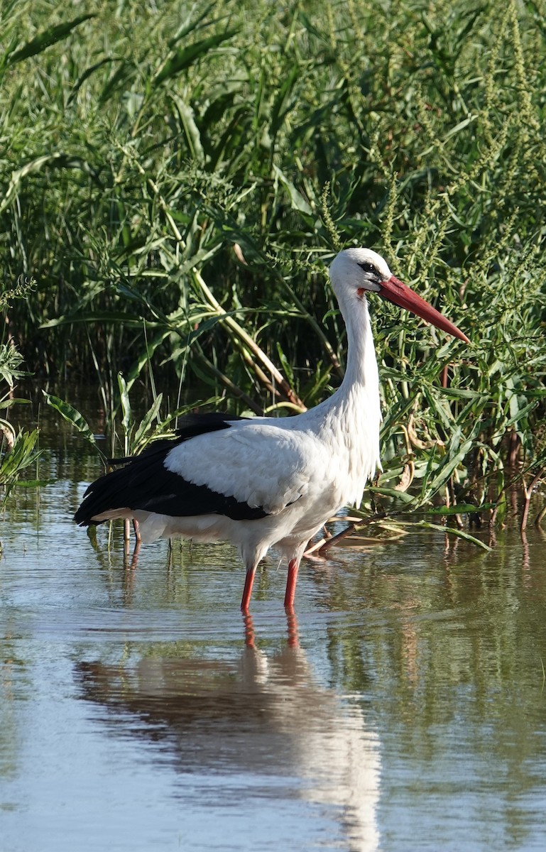 White Stork - ML620435255