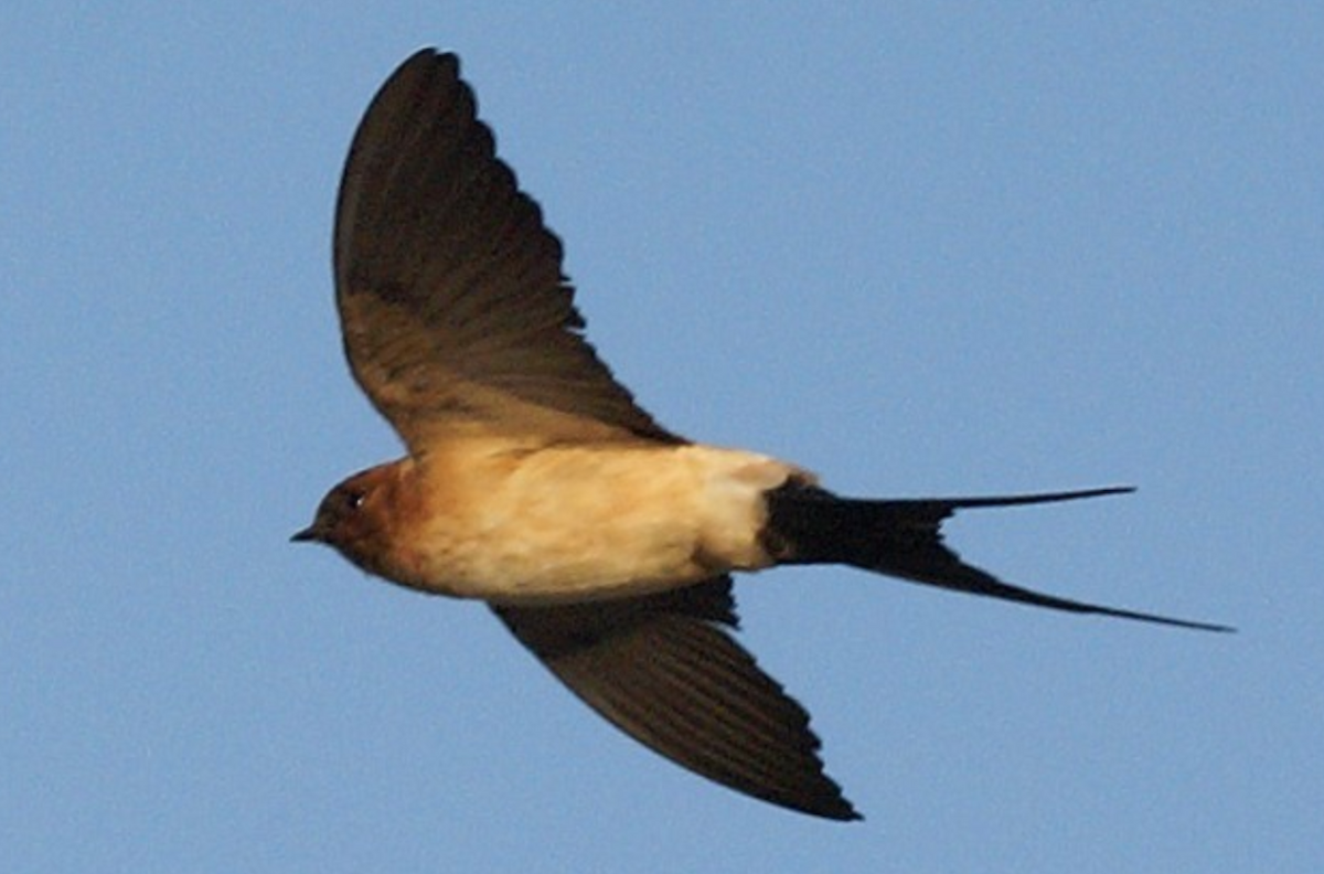 Red-rumped Swallow - ML620435256