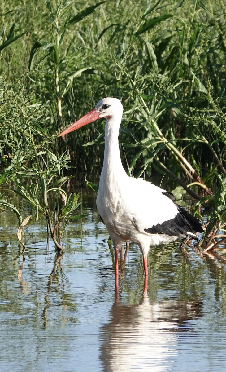 White Stork - ML620435257