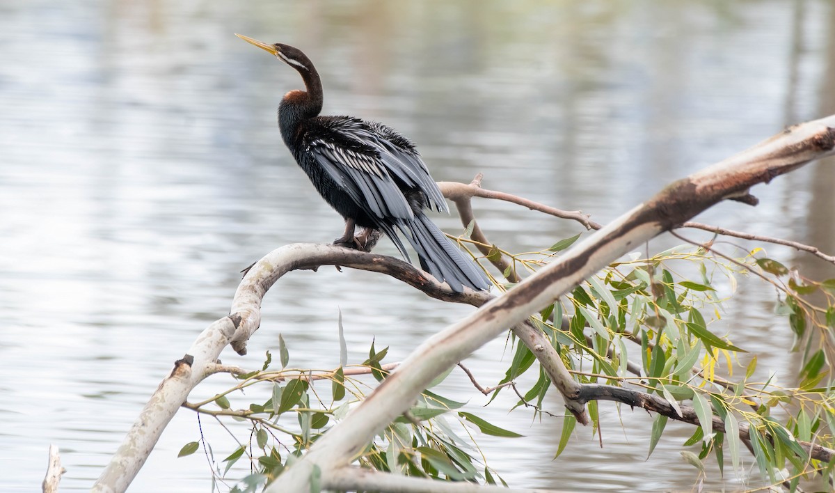 Anhinga d'Australie - ML620435260