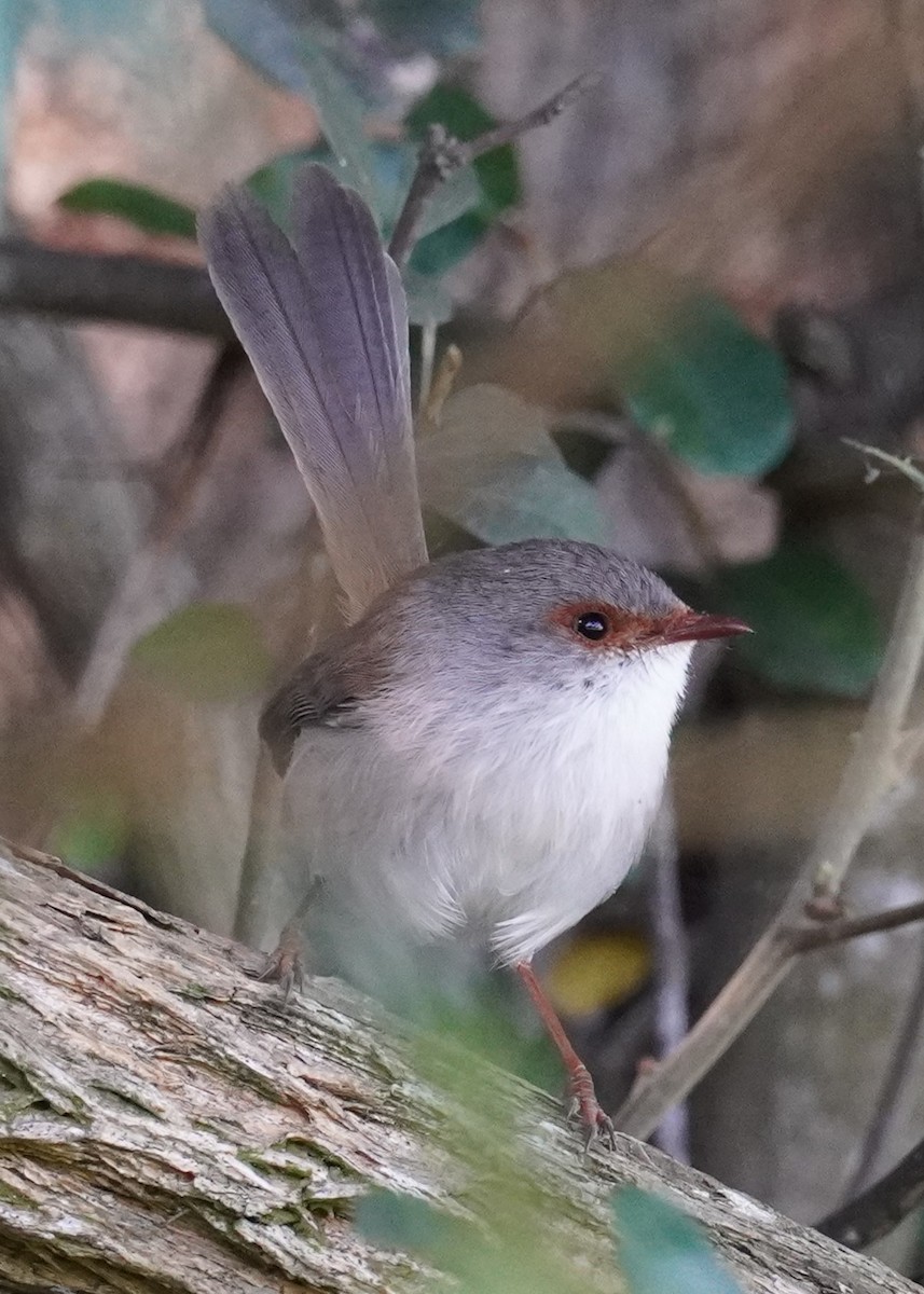 Superb Fairywren - ML620435261