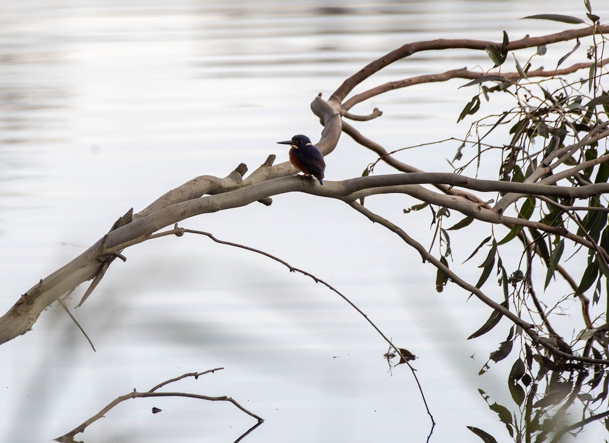 Azure Kingfisher - ML620435263